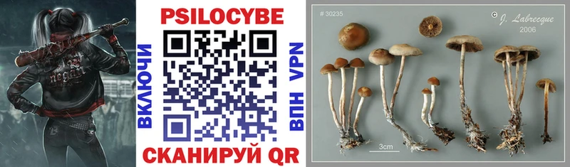 цена Кинешма Псилоцибиновые грибы GOLDEN TEACHER