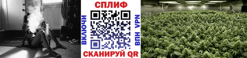 Каннабис планчик  Кинешма 